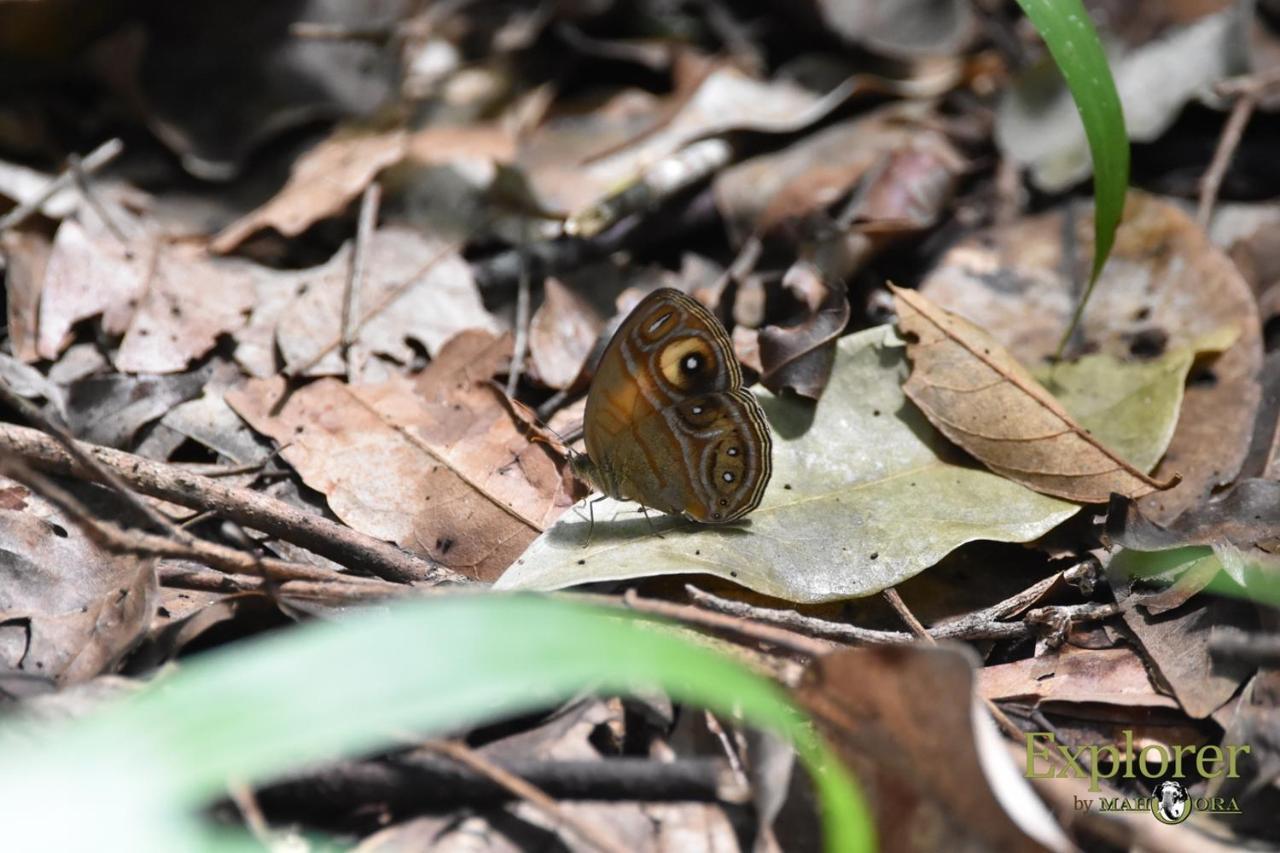 Explorer By Eco Team - Wasgamuwa National Park Buitenkant foto