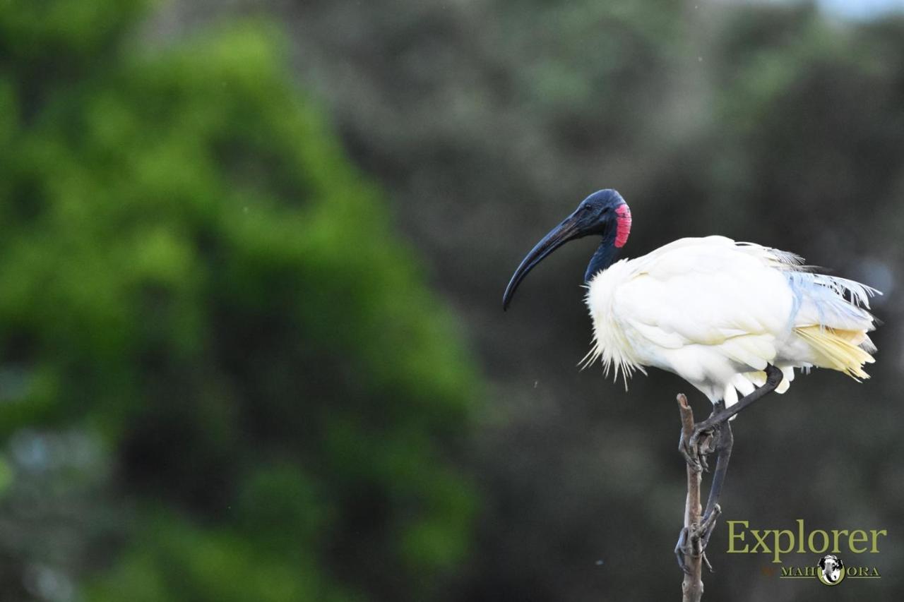 Explorer By Eco Team - Wasgamuwa National Park Buitenkant foto