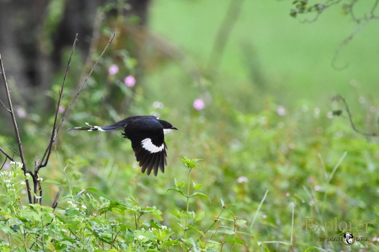 Explorer By Eco Team - Wasgamuwa National Park Buitenkant foto