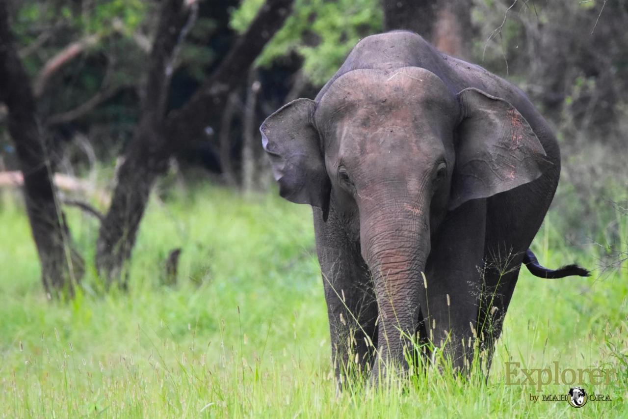 Explorer By Eco Team - Wasgamuwa National Park Buitenkant foto