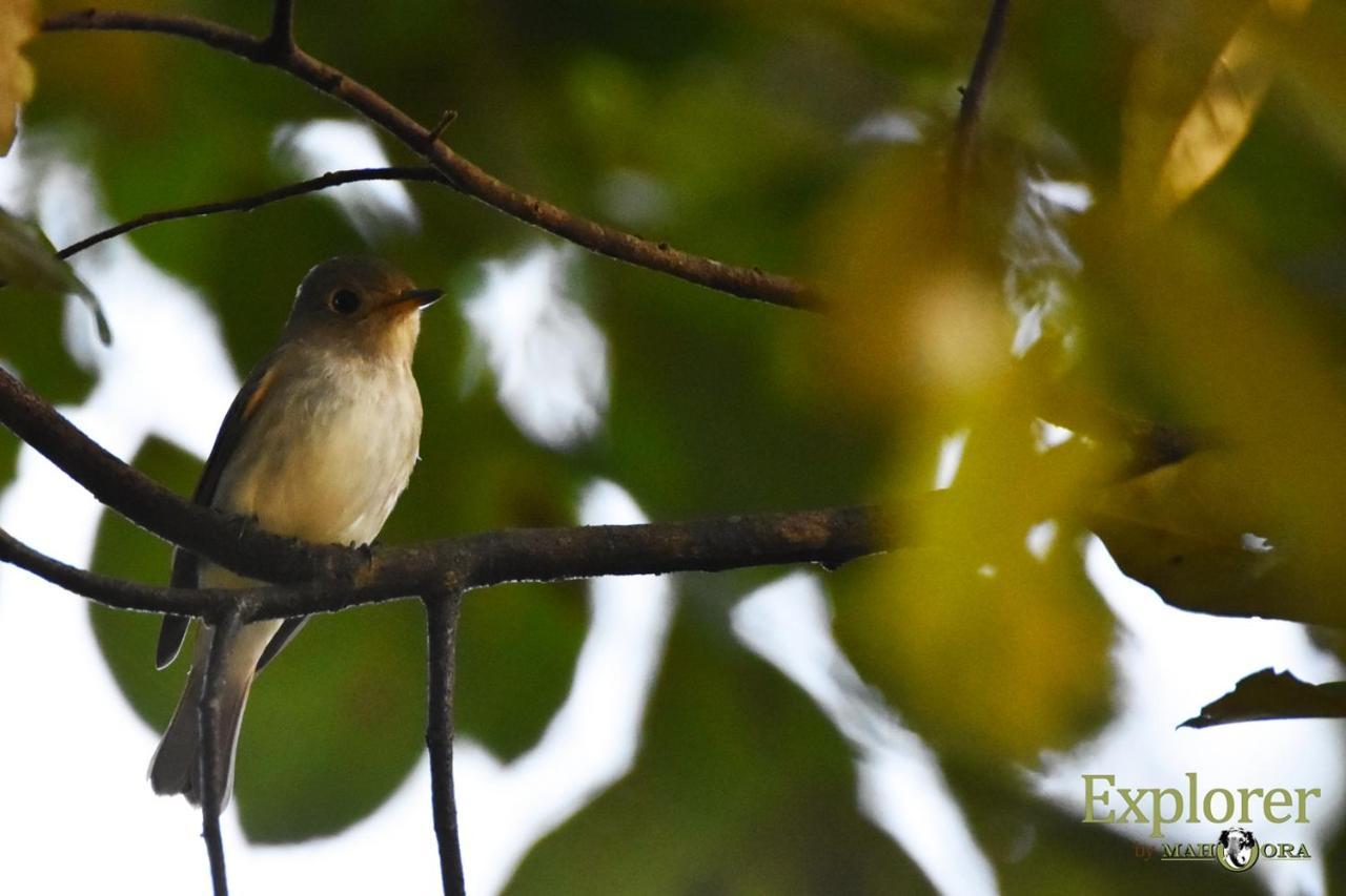 Explorer By Eco Team - Wasgamuwa National Park Buitenkant foto