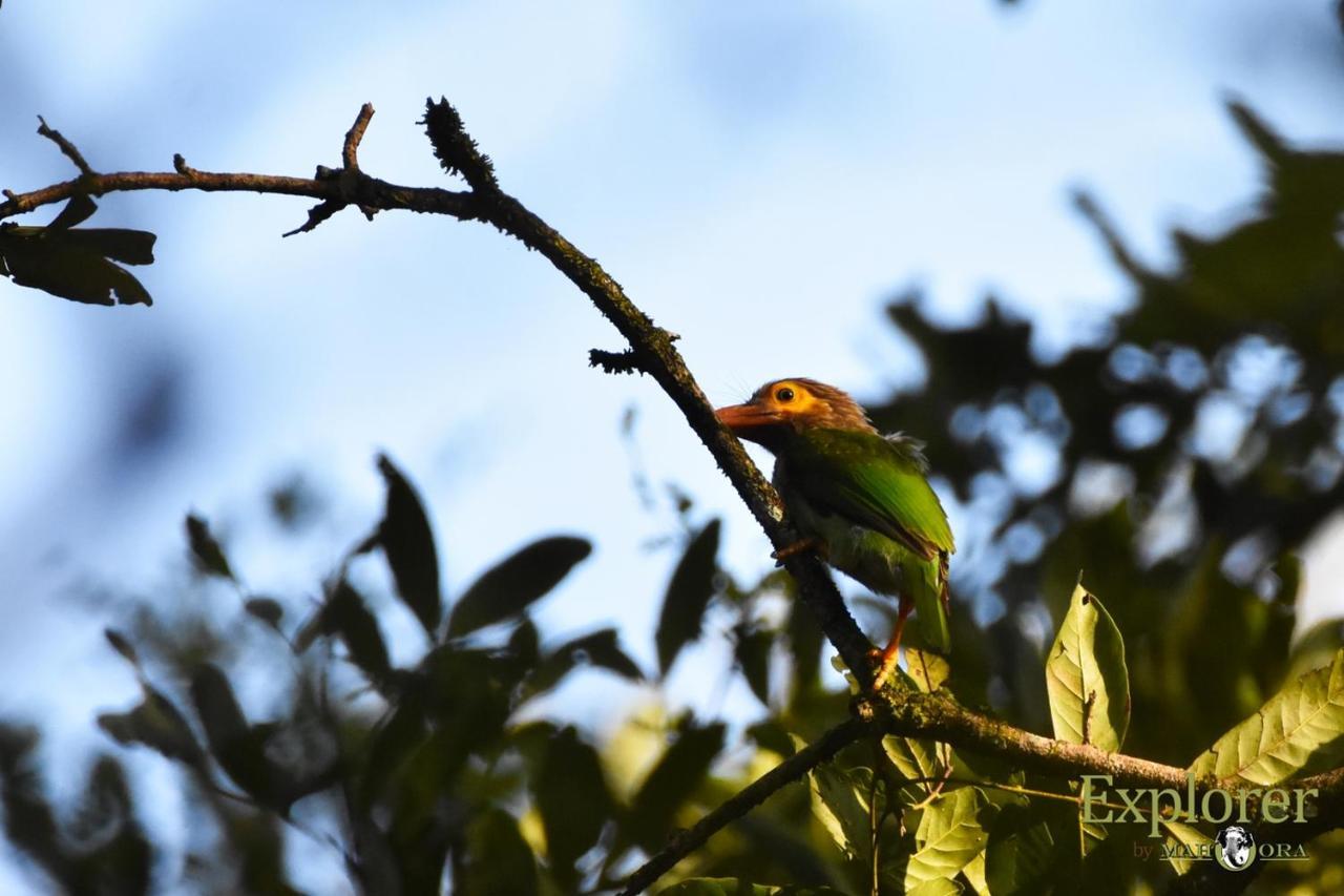 Explorer By Eco Team - Wasgamuwa National Park Buitenkant foto