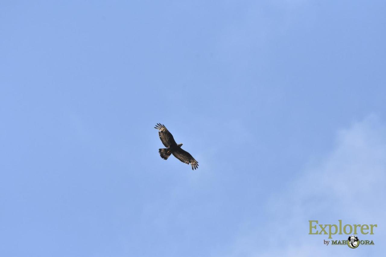 Explorer By Eco Team - Wasgamuwa National Park Buitenkant foto