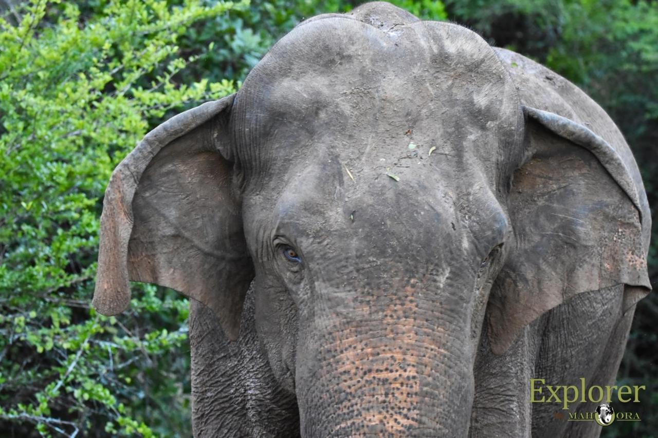 Explorer By Eco Team - Wasgamuwa National Park Buitenkant foto