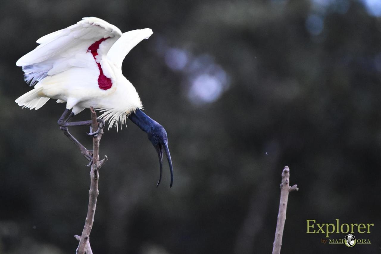 Explorer By Eco Team - Wasgamuwa National Park Buitenkant foto