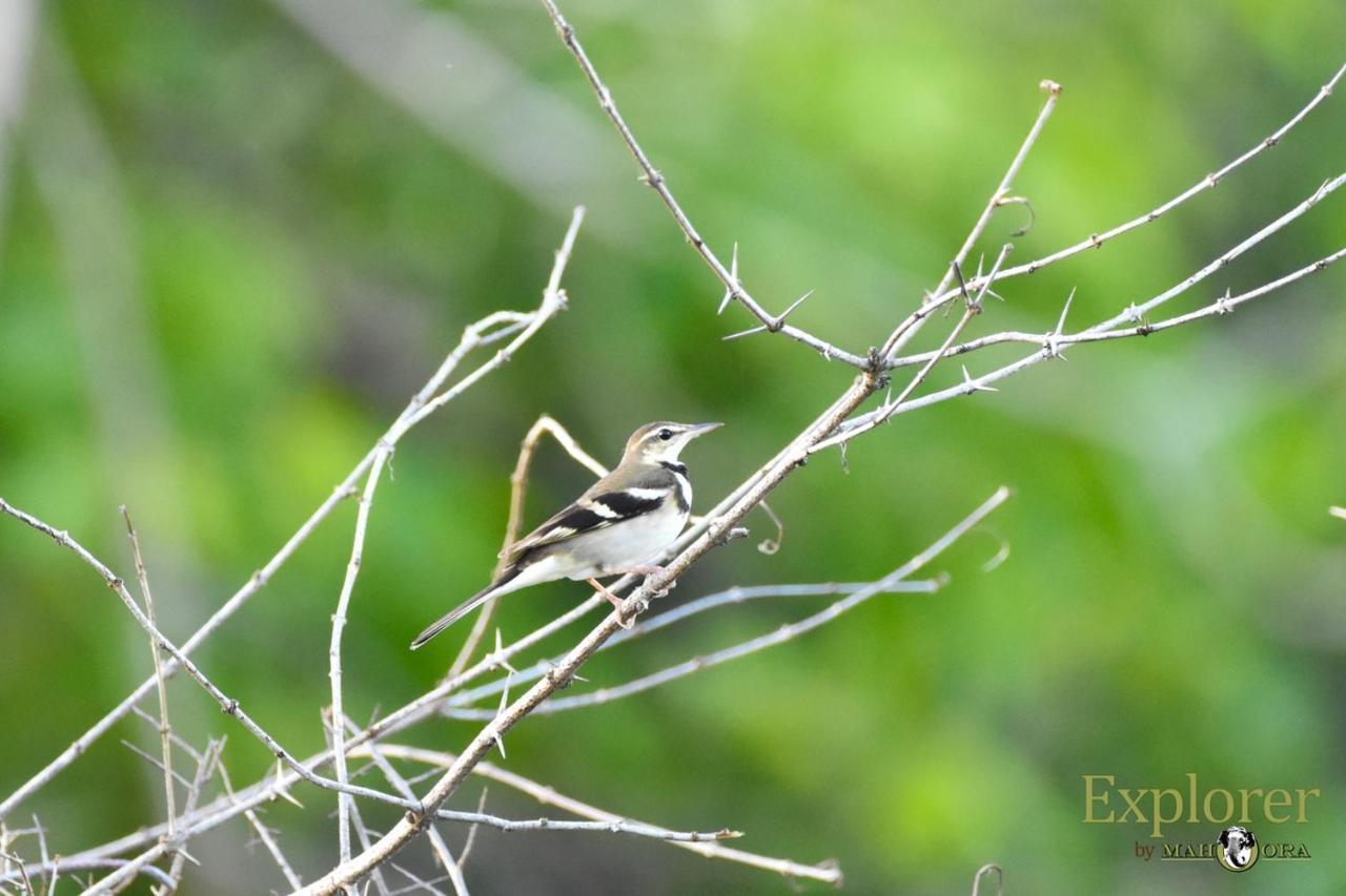 Explorer By Eco Team - Wasgamuwa National Park Buitenkant foto