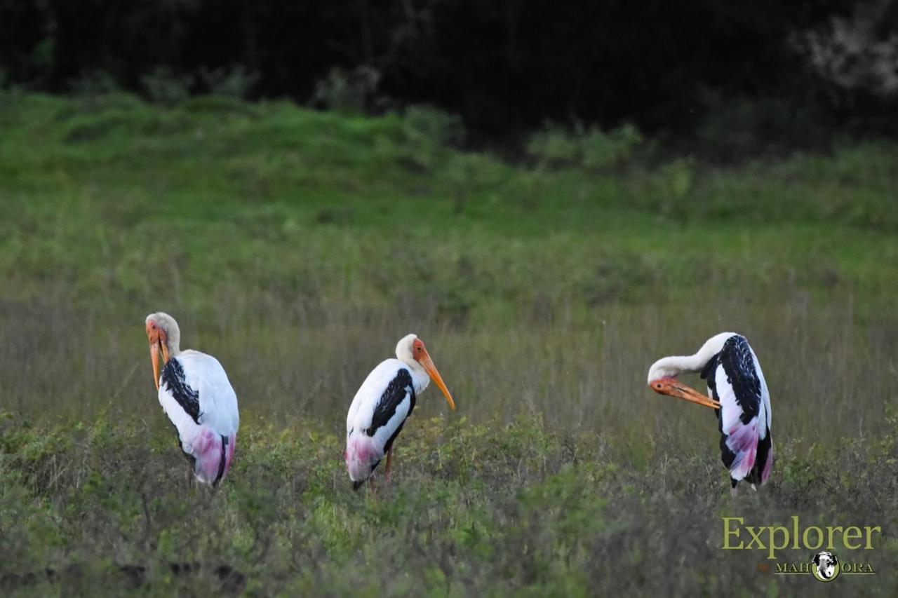 Explorer By Eco Team - Wasgamuwa National Park Buitenkant foto