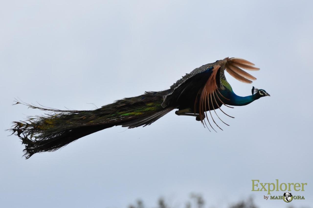 Explorer By Eco Team - Wasgamuwa National Park Buitenkant foto