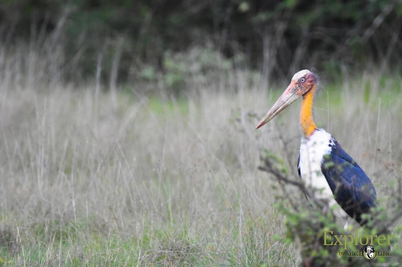 Explorer By Eco Team - Wasgamuwa National Park Buitenkant foto