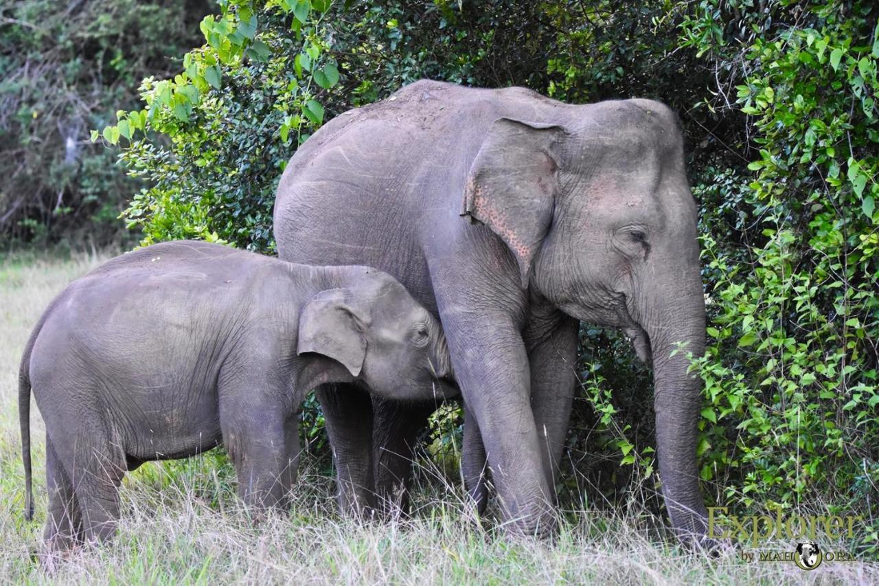Explorer By Eco Team - Wasgamuwa National Park Buitenkant foto