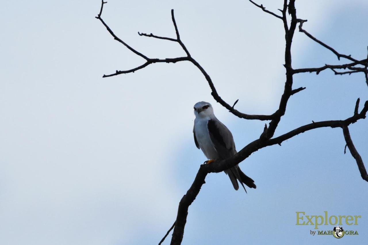 Explorer By Eco Team - Wasgamuwa National Park Buitenkant foto