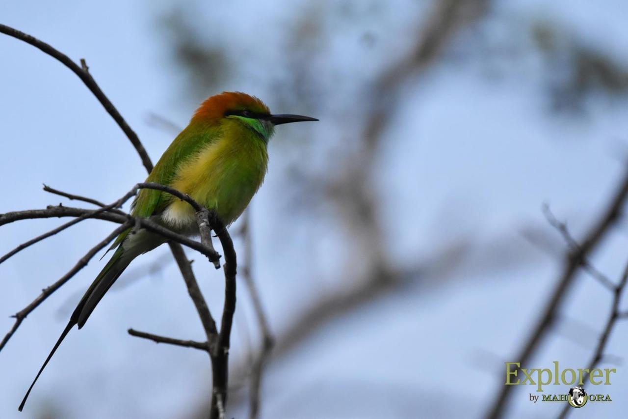 Explorer By Eco Team - Wasgamuwa National Park Buitenkant foto