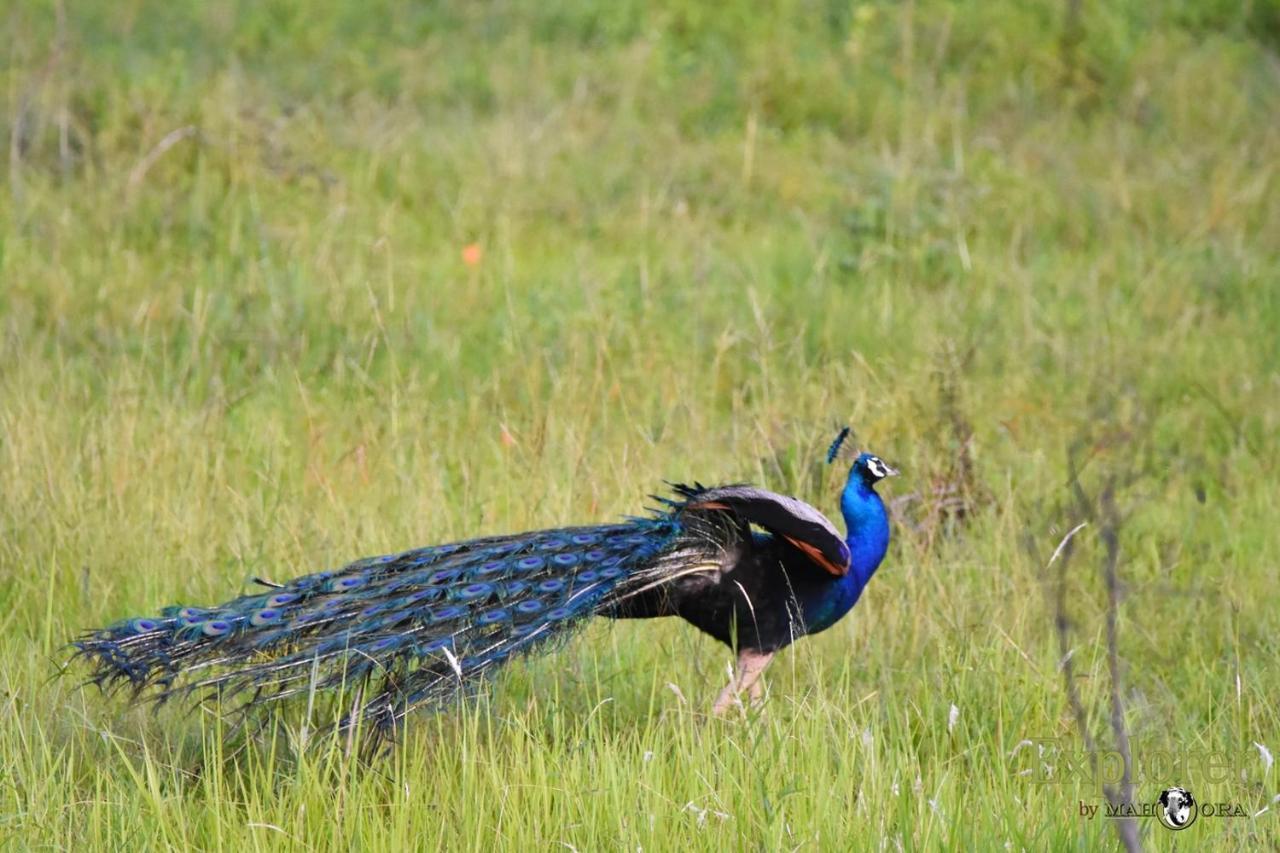 Explorer By Eco Team - Wasgamuwa National Park Buitenkant foto