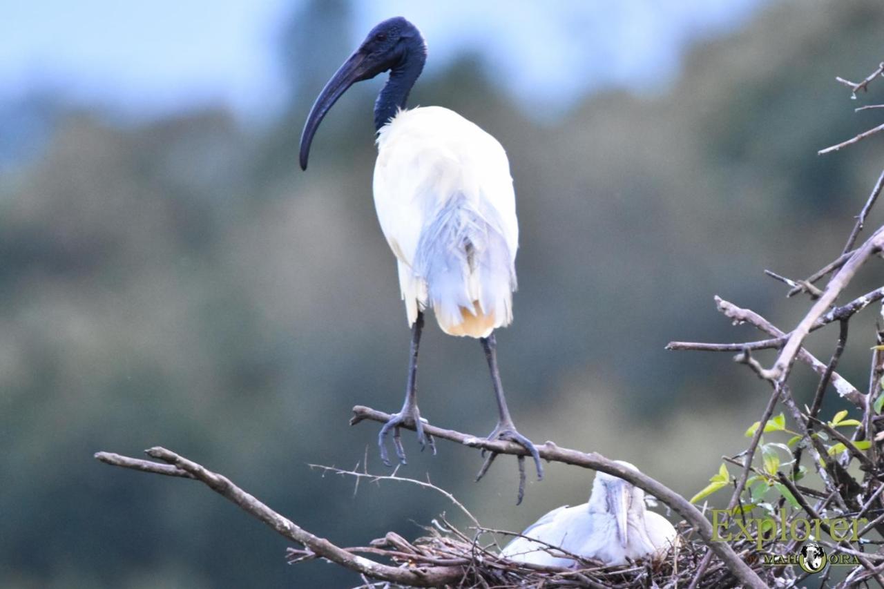 Explorer By Eco Team - Wasgamuwa National Park Buitenkant foto